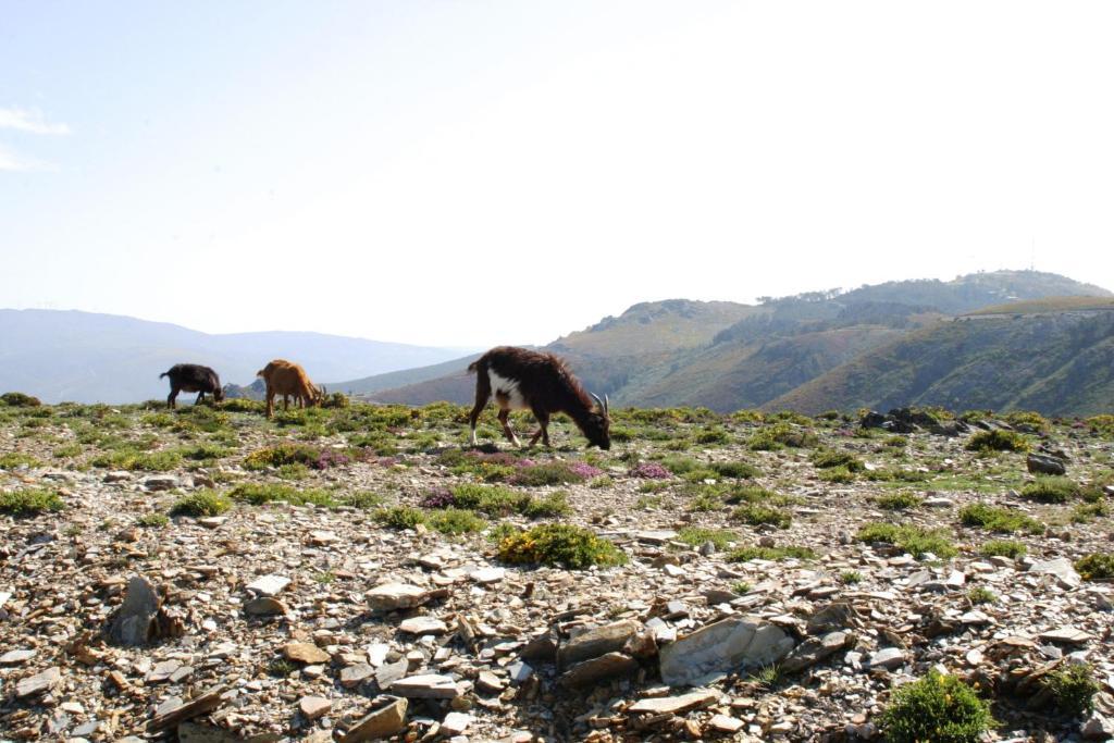 Quinta Dos 4 Lagares Hotel Serrazes Kültér fotó